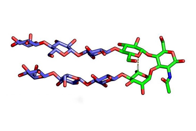 科学家设计首个自折叠糖聚合物