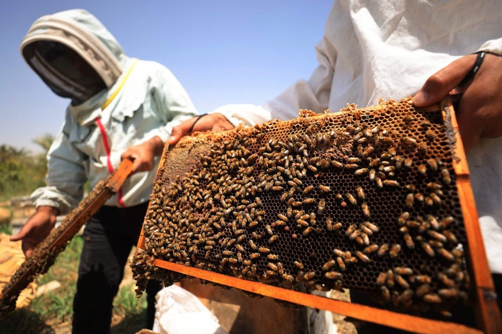 在伊拉克的雷吉拉村，养蜂人正在检查蜂箱内的蜜蜂。（图：AFP）