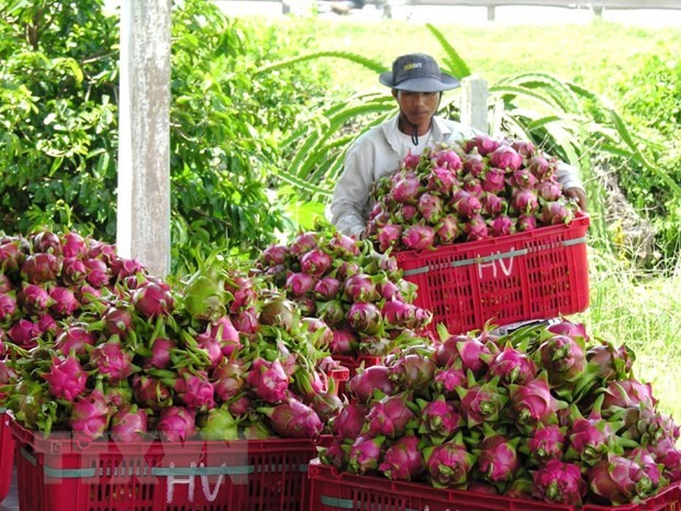 平顺省的一名农夫在收获火龙果。（图：越通社）