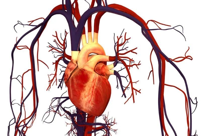 科学家绘出人类心脏细胞最新图谱