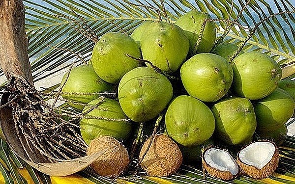 越南新鲜椰子。（示意图：互联网）