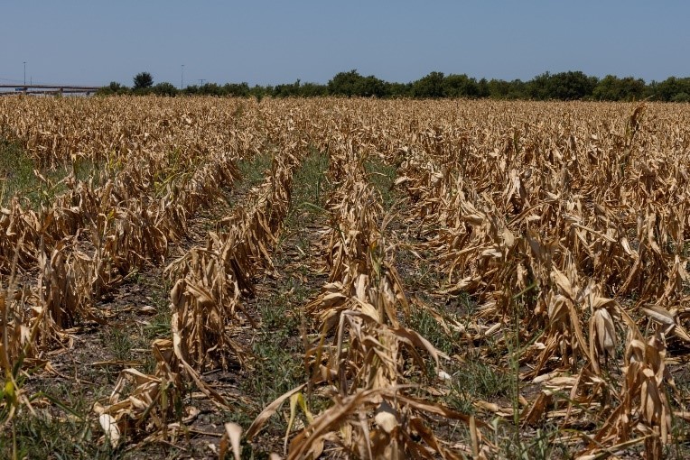 美国奥斯汀一块枯萎的玉米田（图：Bloomberg）