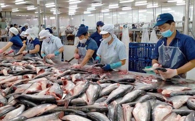 中国仍是越南查鱼最大市场