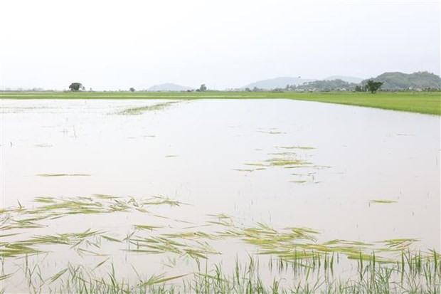 达乐省勒县邦哲乡的稻田被严重淹没。（图：越通社）