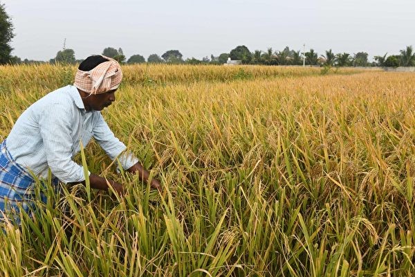 印度在7月20日宣布将禁止出口除巴斯马蒂香米(印度最大的大米出口类别)以外的一切白米，以此确保本国市场大米供应充足并以此平衡价格。图为2021年11月11日，一名农民在距离印度海得拉巴约55公里的Medak地区的一块稻田内割稻谷。（图：AFP）