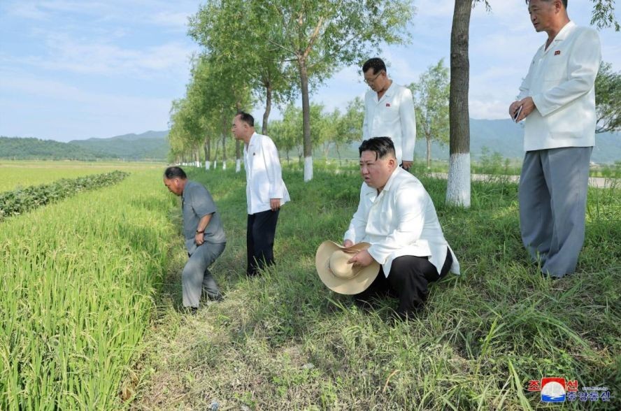 朝鲜国务委员会委员长金正恩视察受到台风卡努影响区域的农作物。（图：路透社/朝中社）