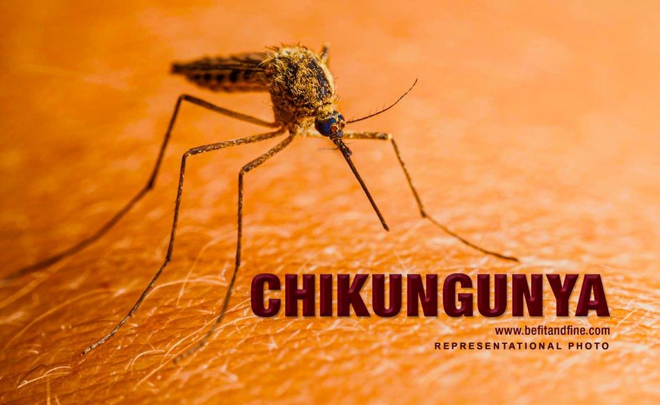 基孔肯雅热是由蚊子传播病毒所引起的疾病。（示意图：互联网）