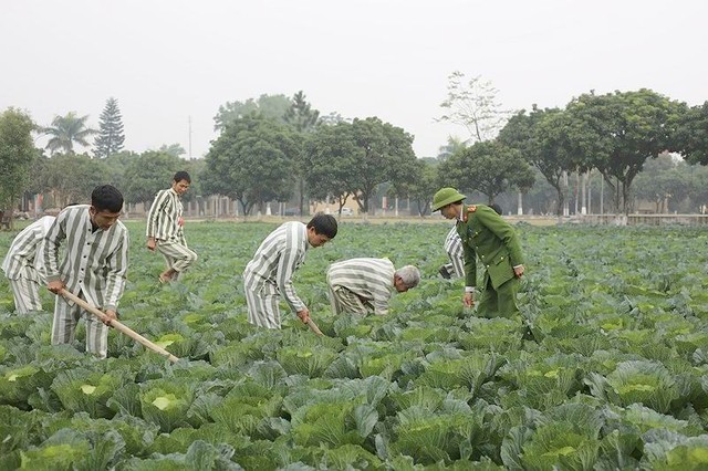 服刑人员在服刑期间参加种植蔬菜。（图：VGP）