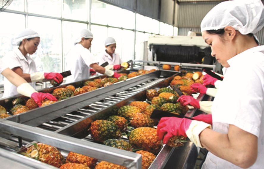 企业的菠萝加工生产线。