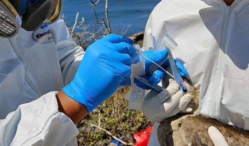 当地时间18日，加拉帕戈斯国家公园的工作人员给一只红脚鲣鸟做检测。（图：视频截图）