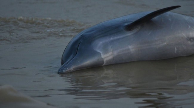 亚马逊逾百头淡水豚或死于高温