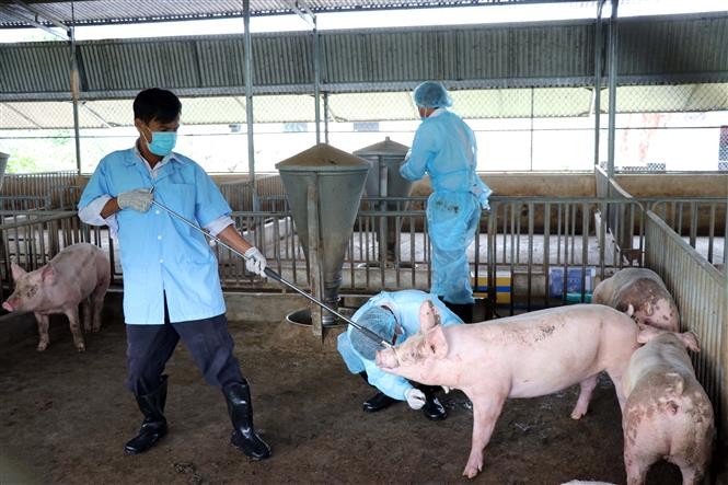 兽医人员在给一头猪进行检测非洲猪瘟核酸。（图：越通社）