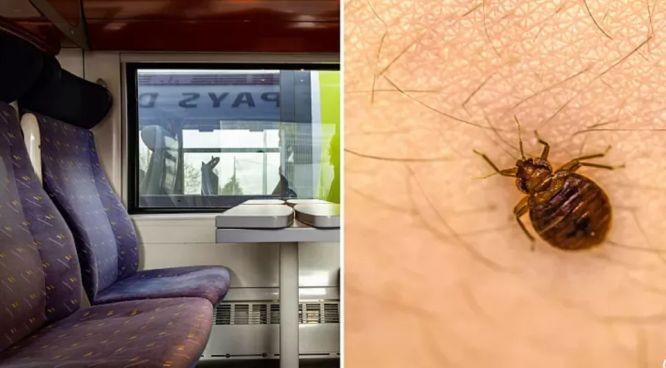 法国臭虫问题严重，有民众搭乘高铁时也在座位上发现臭虫。（图：推特）