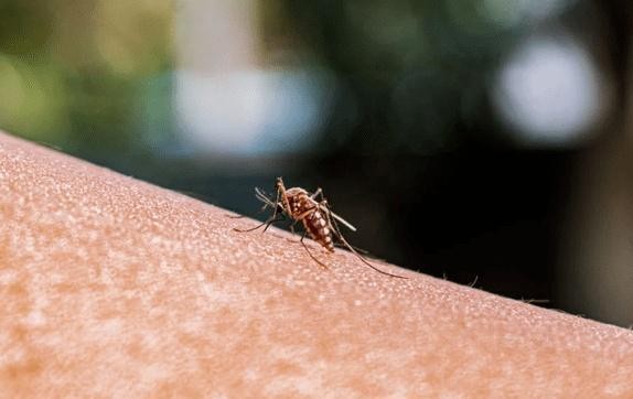 据美国疾病控制和预防中心网站介绍，美国上一次发现本土疟疾病例是在2003年，当时佛罗里达州棕榈滩县有8人感染。（示意图：互联网）