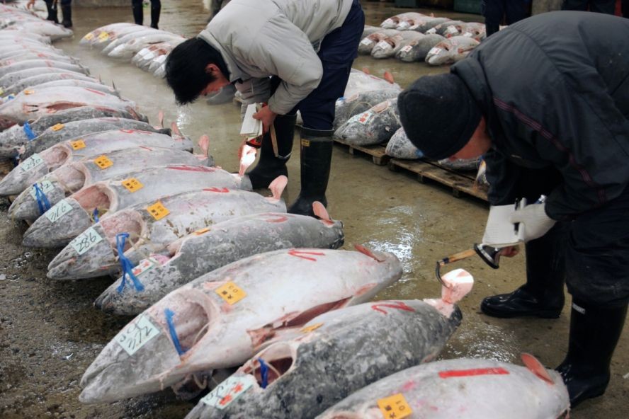 俄从日本进口鱼类等水产品实施限制