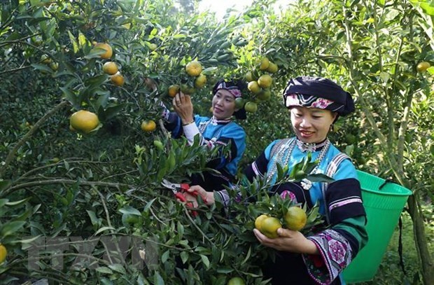 老街省布依族妇女在采摘橘子。（图：越通社）