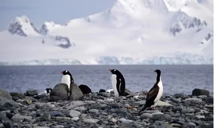 图为南极海南设得兰群岛上扬基港的白眉企鹅。（图：AFP）