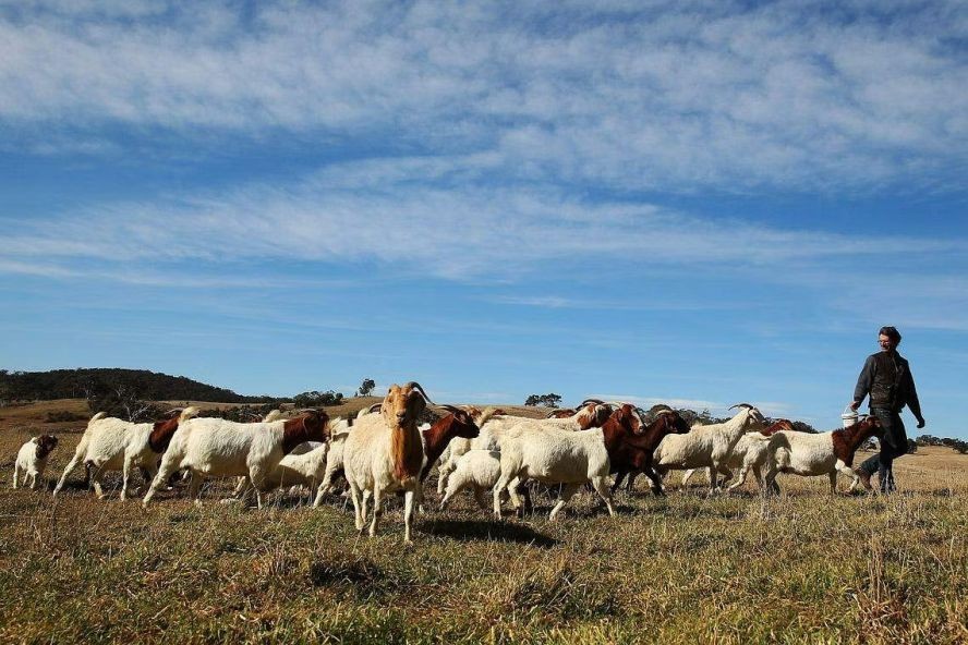 图为澳农民在本根多尔（Bungendore）一处农场放牧人工饲养的山羊。（图：彭博社）