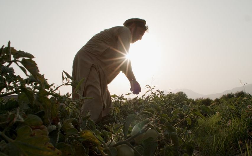 前罂粟种植农在阿富汗楠格哈尔省转种西红柿。（图：联合国）