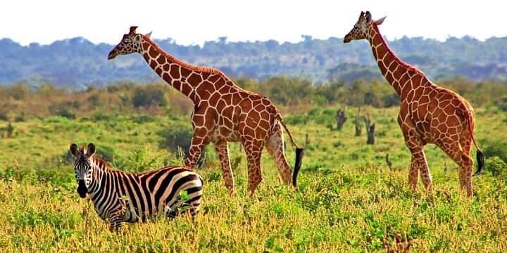 肯尼亚的国家公园。