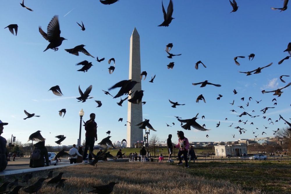 2019年1月6日，群鸟在美国首都华盛顿纪念碑附近飞翔。（图：新华社）
