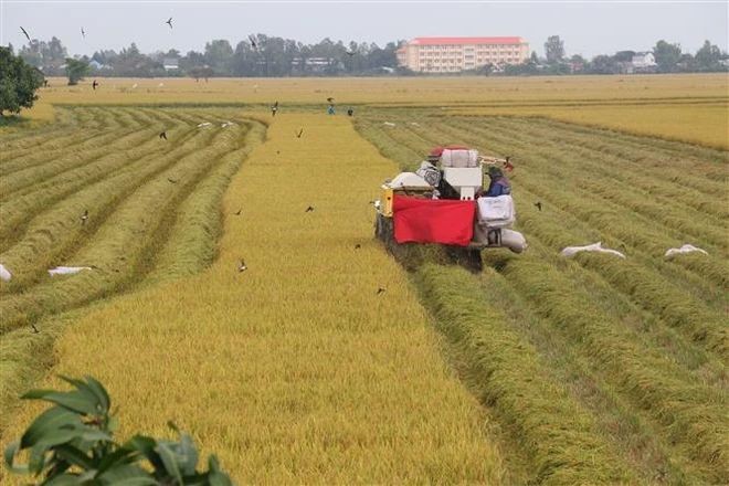 同塔省清平县新美乡农夫正在收获秋冬造稻谷。（图：阮文智）