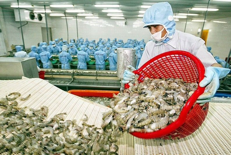 虾类出口企业生产线。
