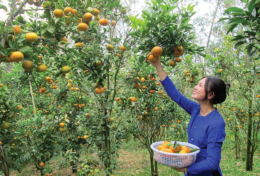 一名年轻女性正在禁山上的橘园里采摘橘子。（图：安江报）