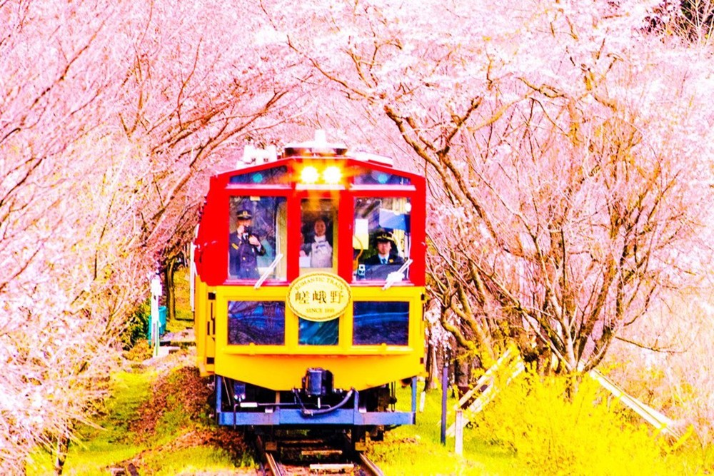 搭乘岚山小火车观看京都景点与赏樱花。