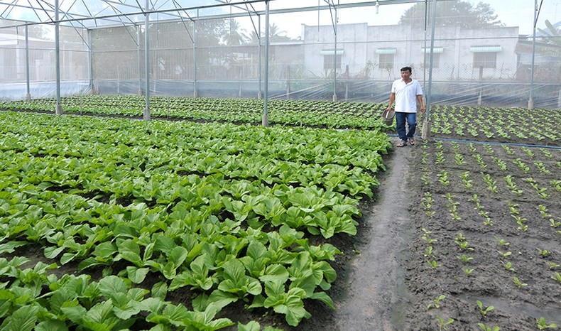 西宁省西宁市民众生产安全蔬菜。
