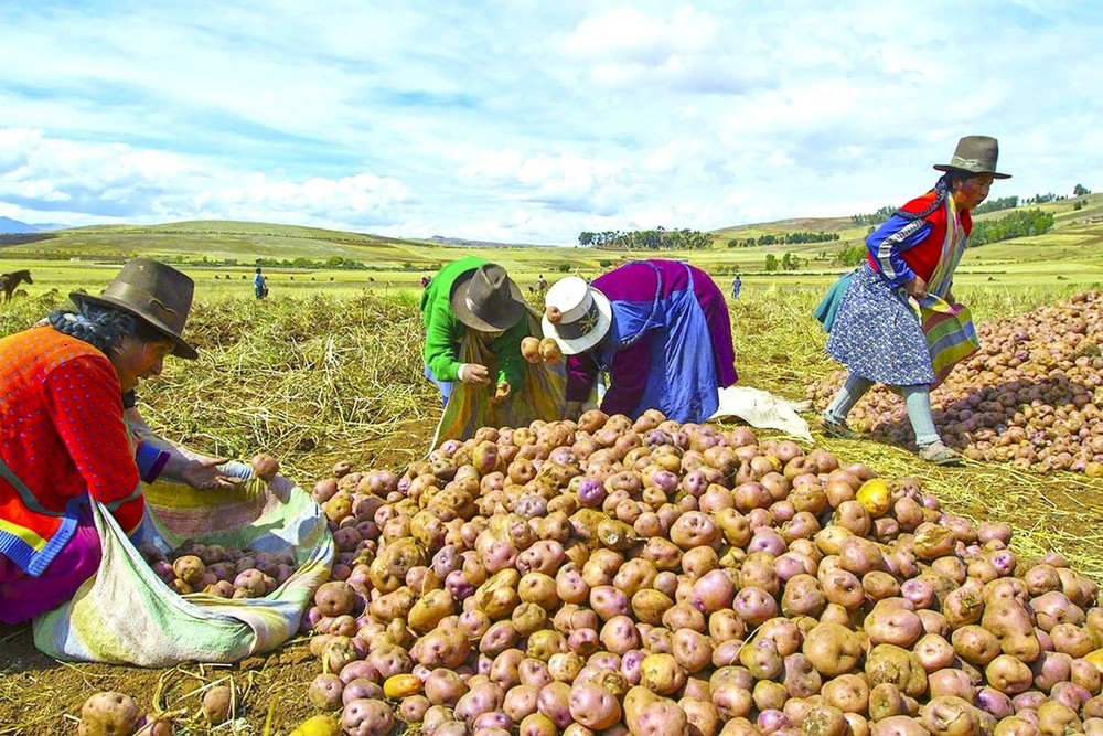哥伦比亚土豆丰收。