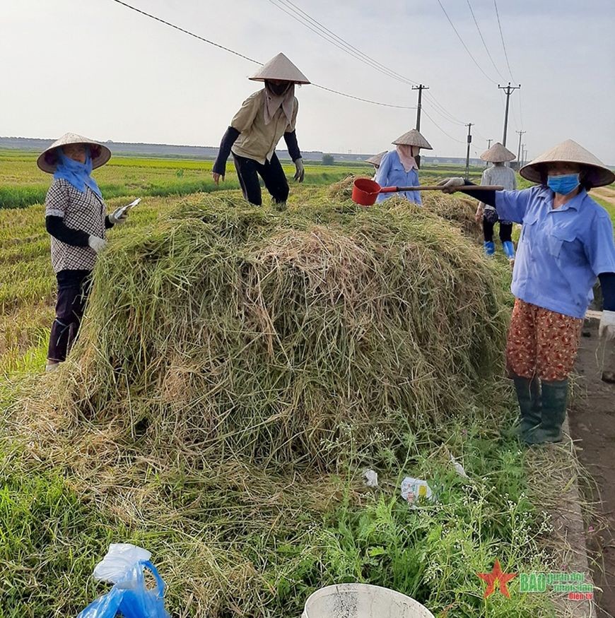 可回收使用稻草作堆肥或牛羊饲料。