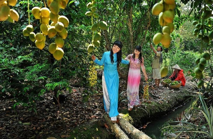 游客参观了解平阳省一田园旅游线，享受果园采果乐趣。（图：平阳报）