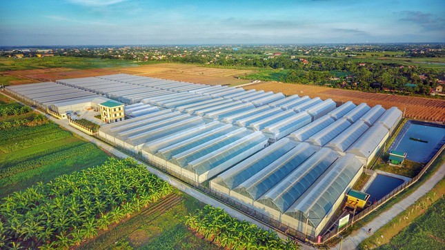 图为 Pan Farm子公司 Vinaseed 的种子苗圃。（图：Pan Farm）