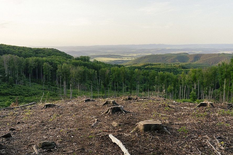 图为 2023年5月31日，绿色和平组织环保人士和专家观察到匈牙利喀尔巴阡森林遭到破坏。（图：绿色和平组织）
