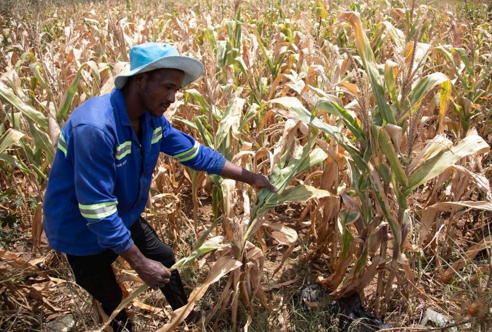 4月3日，农民在津巴布韦首都哈拉雷近郊的一块玉米地检查作物长势。（图：新华社）