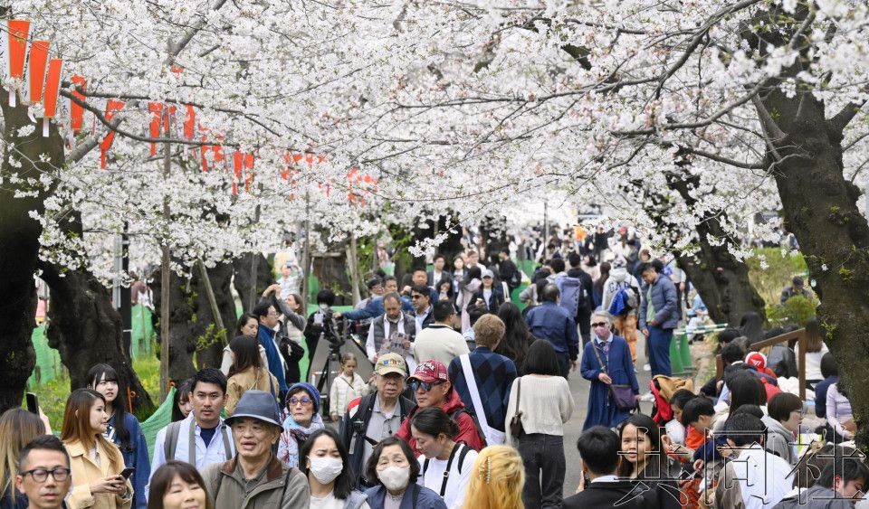 图为4月4日东京上野公园的赏樱人群。（图：共同社）