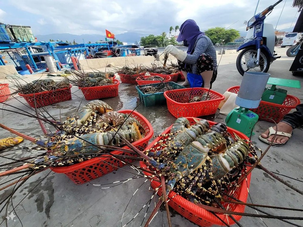 养殖户以低廉价格将窒息的龙虾卖给收购商贩。