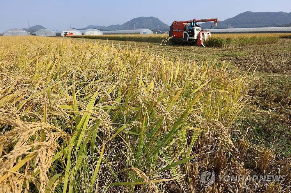 农民收割稻谷。（图：韩联社）