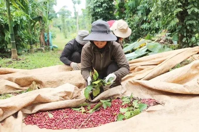 凭借建立可持续产品供应链，达乐省的咖啡种植者获得了高额利润。（图：梅强）