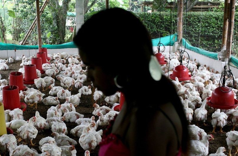 公共卫生专家对人感染禽流感表达担忧。（示意图：联合国）