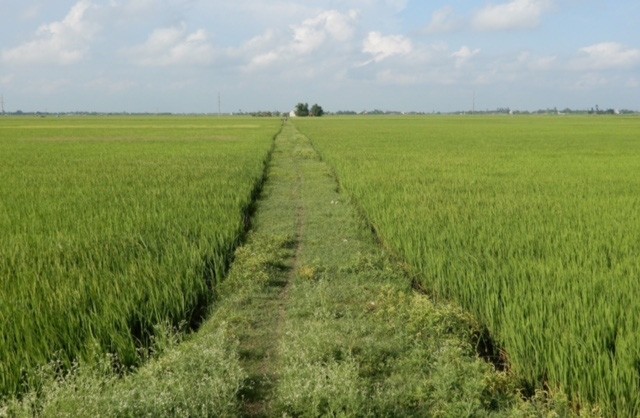 同奈省人委会制定2024年稻田农作物结构转型的面积达2007公顷。（图：农村经济网）