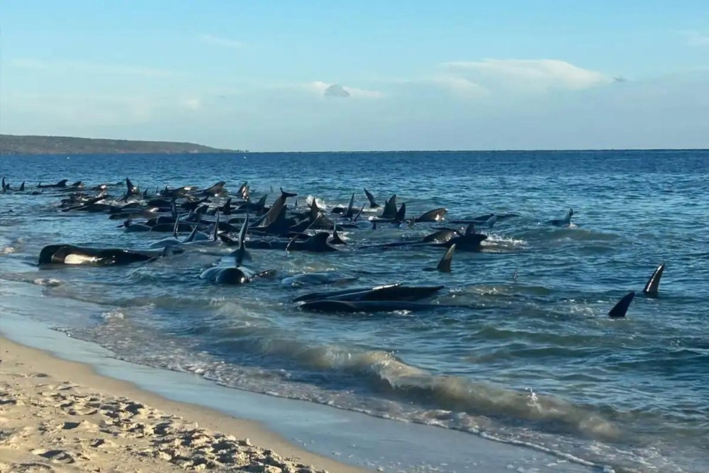 160 只领航鲸搁浅西澳海岸