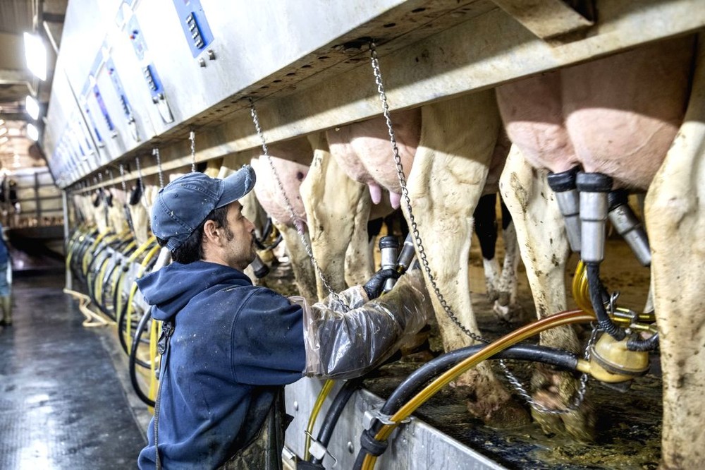 2019年10月16日，在美国艾奥瓦州一家奶牛场里，工人为乳牛挤奶。（图：互联网）