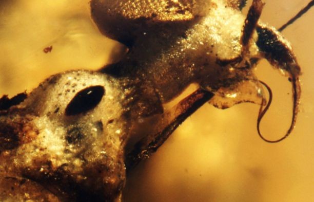 以色列在琥珀中发现 9900 万年前罕见昆虫