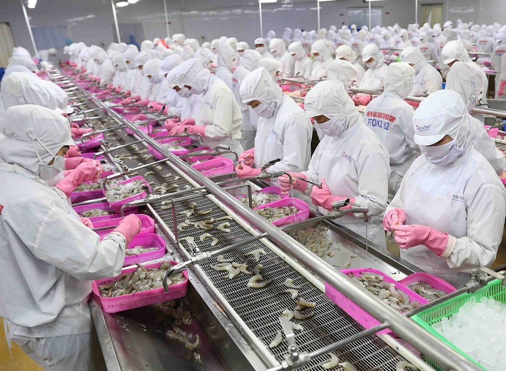 金瓯省明富生产集团虾类出口加工厂生产流水线一瞥。（图：越通社）