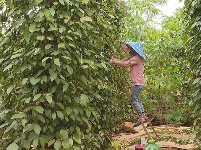 平福省农民正在收获胡椒。