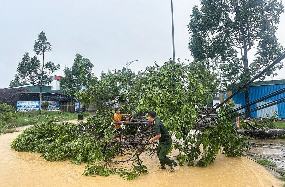 暴雨旋风交加袭击，一颗绿树连根拔起倒向路面。（图：阮飞龙）