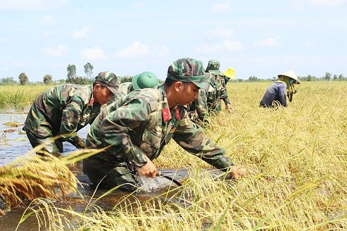 隆安省士兵帮助当地农民收割水稻，以防洪水淹没农作物。（图：第七军区报）