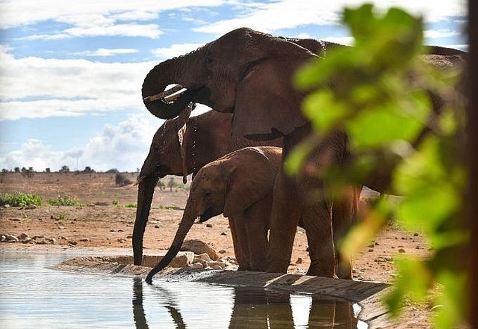 2023年10月28日，大象在肯尼亚塔伊塔-塔韦塔郡泰塔山野生动物保护区内活动。（图：新华社）